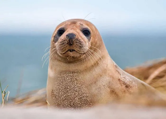 Holiday home Le Briquet D'artois *