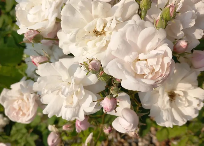 Le Briquet D'artois Holiday home